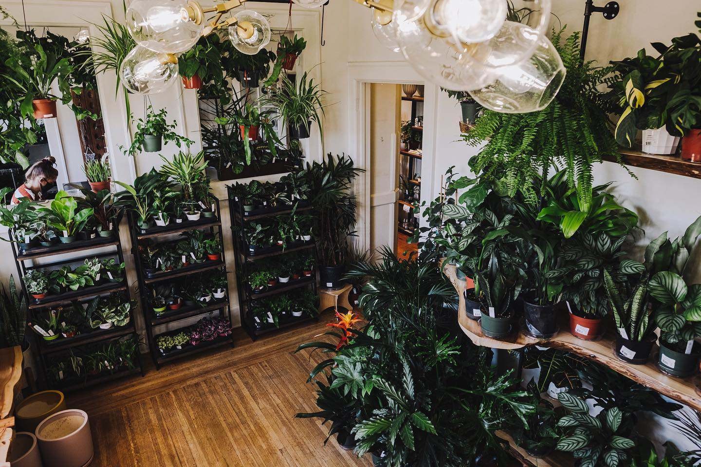 fern plant shop on Instagram: We are getting mossy 🍃🍂 Fern is