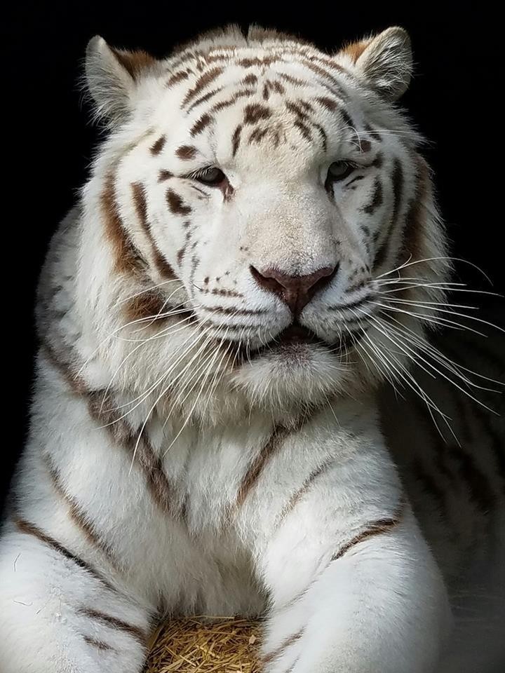 Bengal Tigers - Cat Tales Wildlife Center